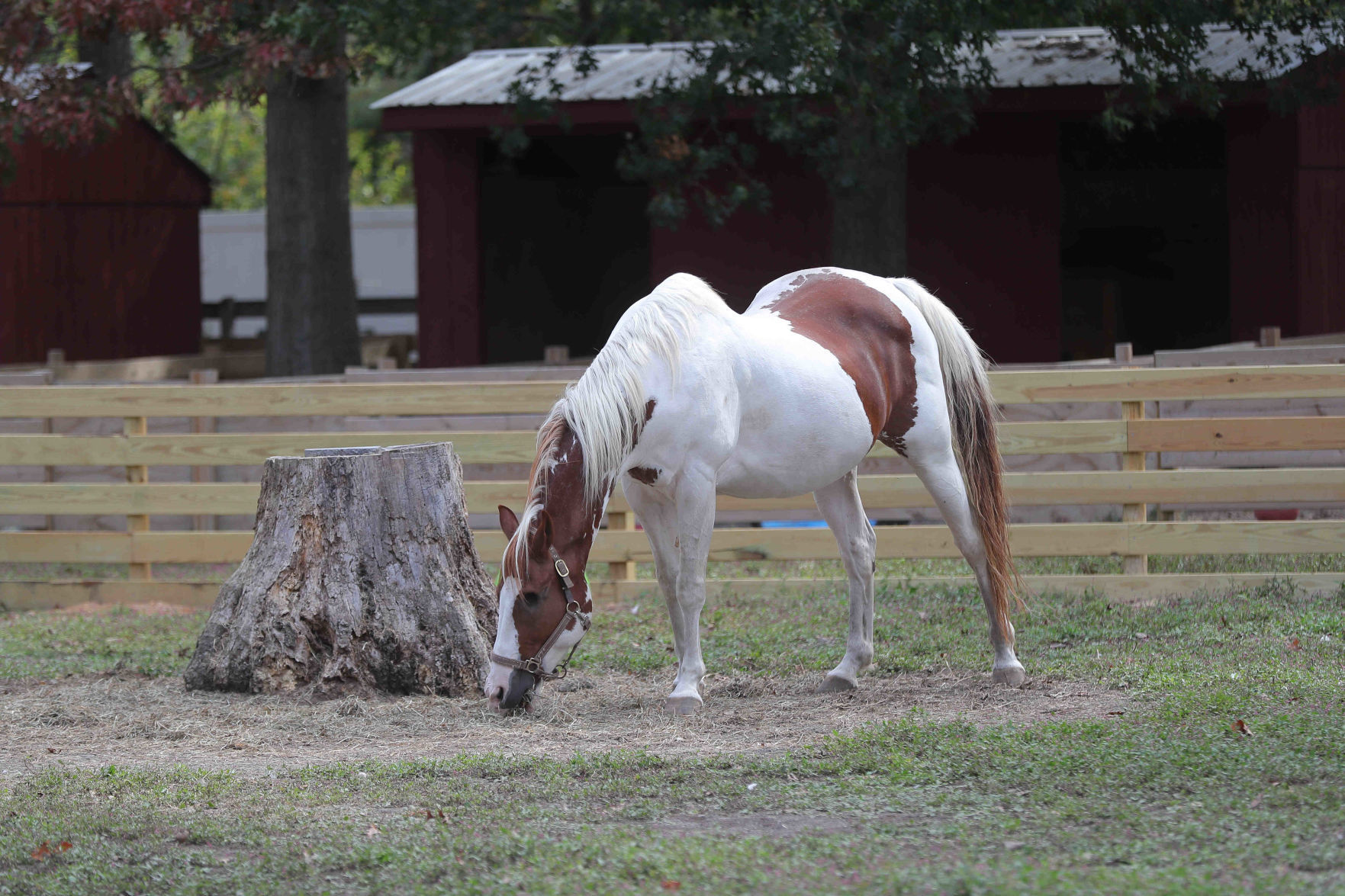 Funny Farm Rescue & Sanctuary